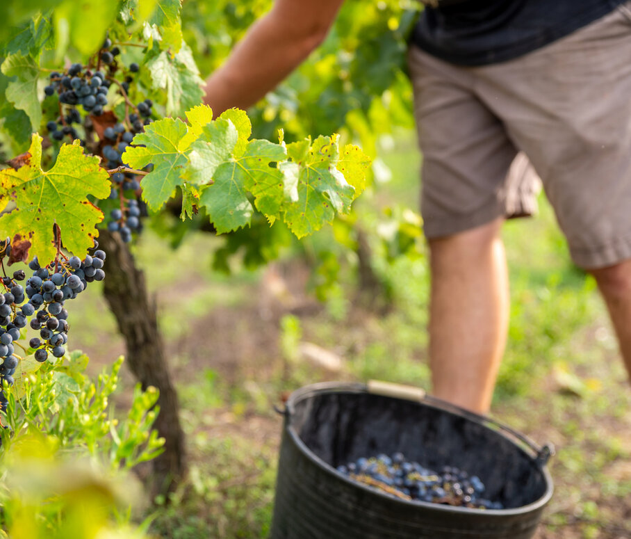 Die grosse Vina-Tour 