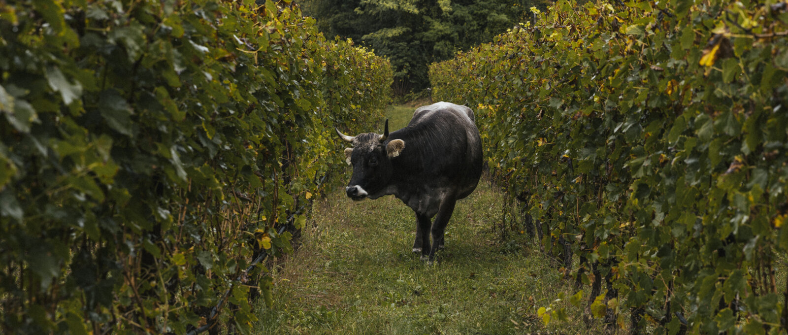 Naturweine