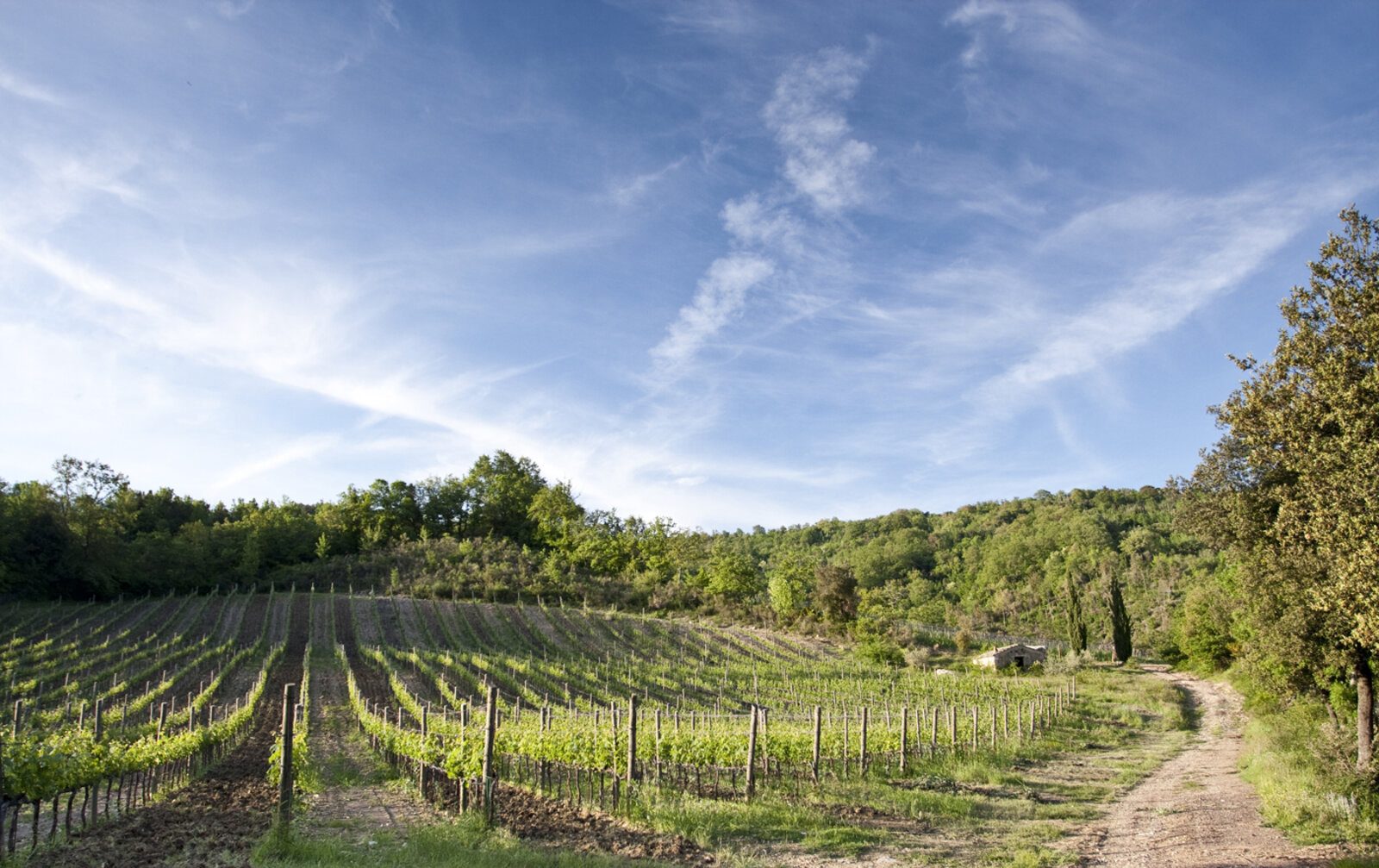 Weingut Ampeleia