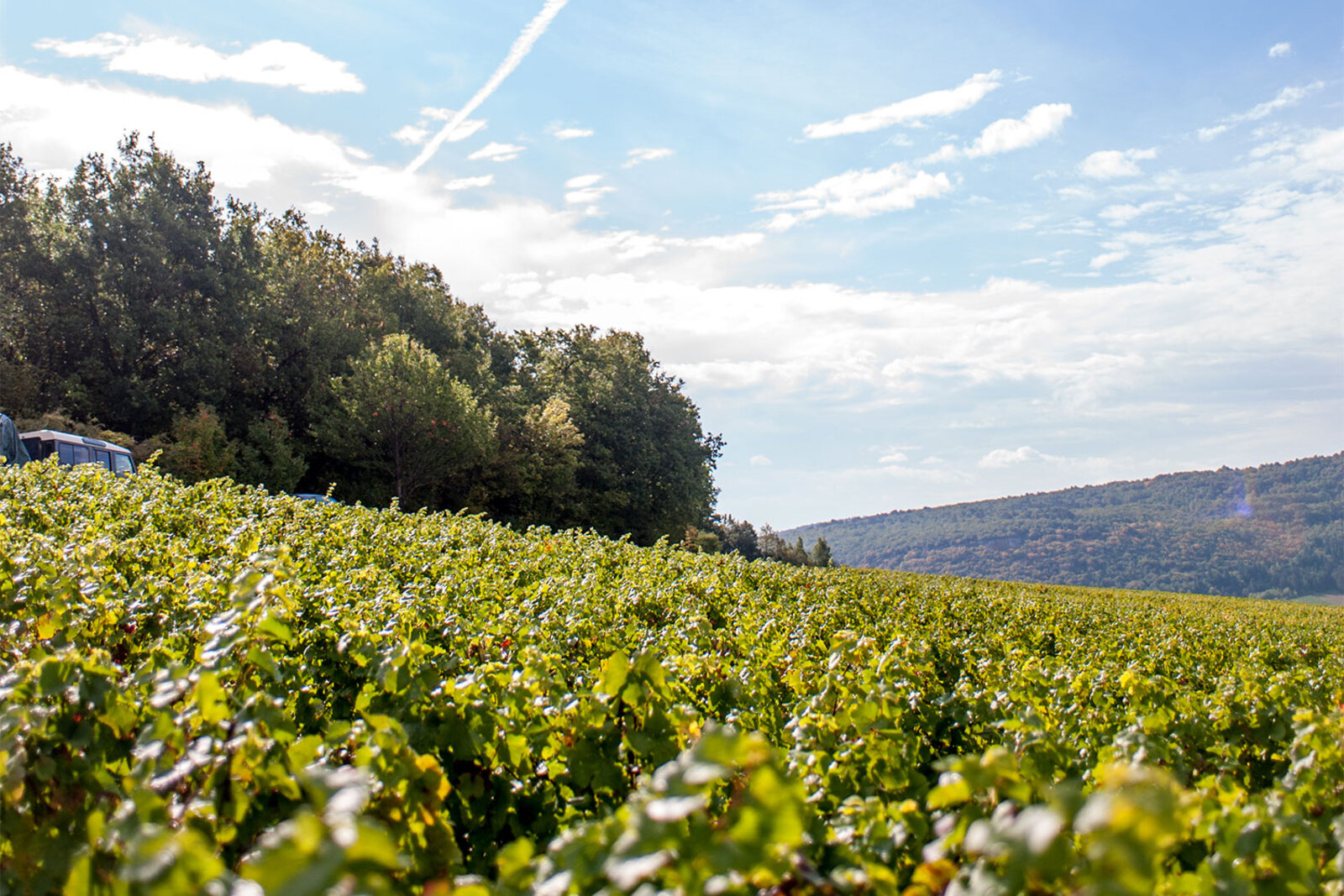 Weingut Domaine de Chassorney