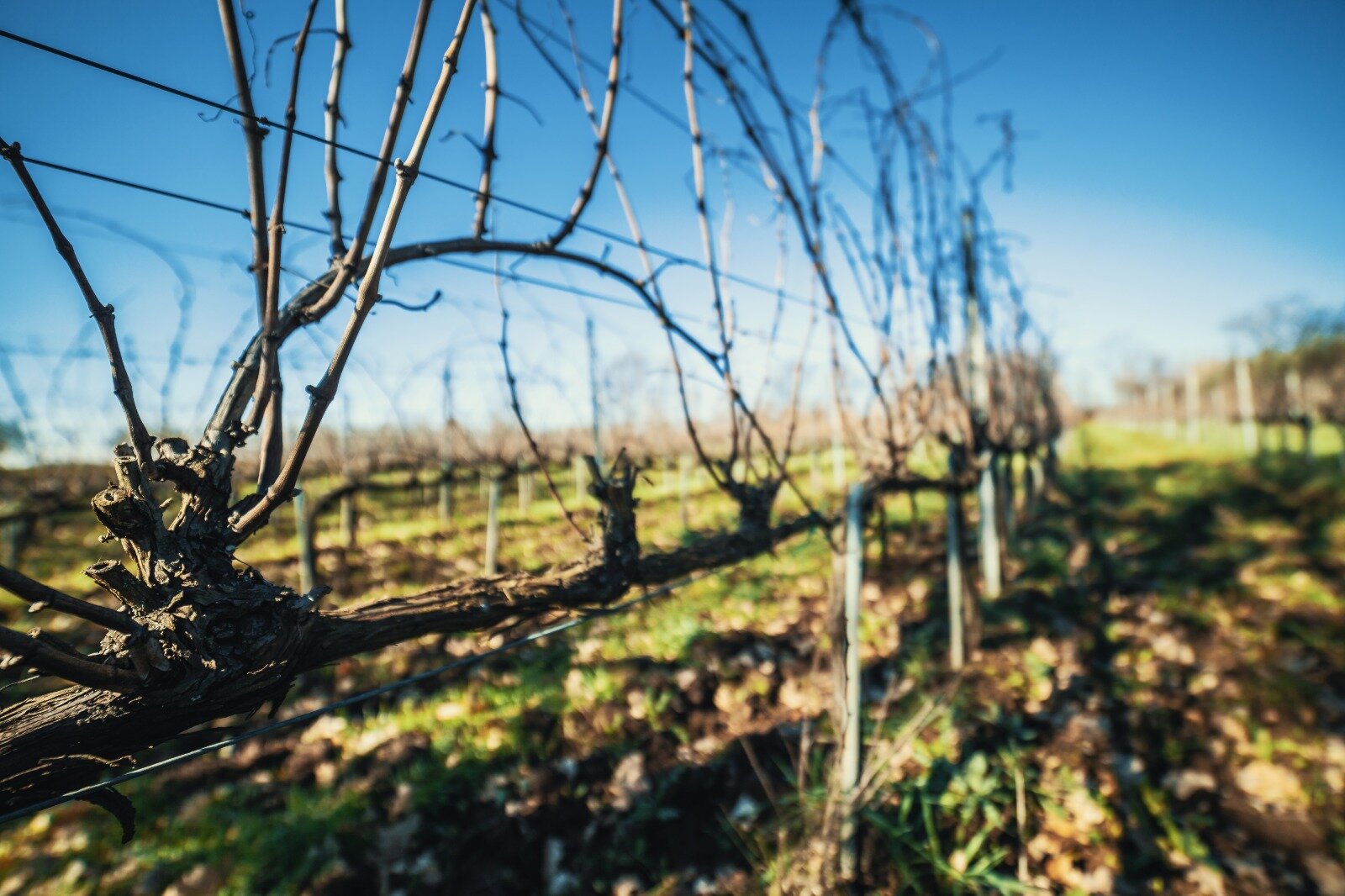 Weingut Abbia Nòva