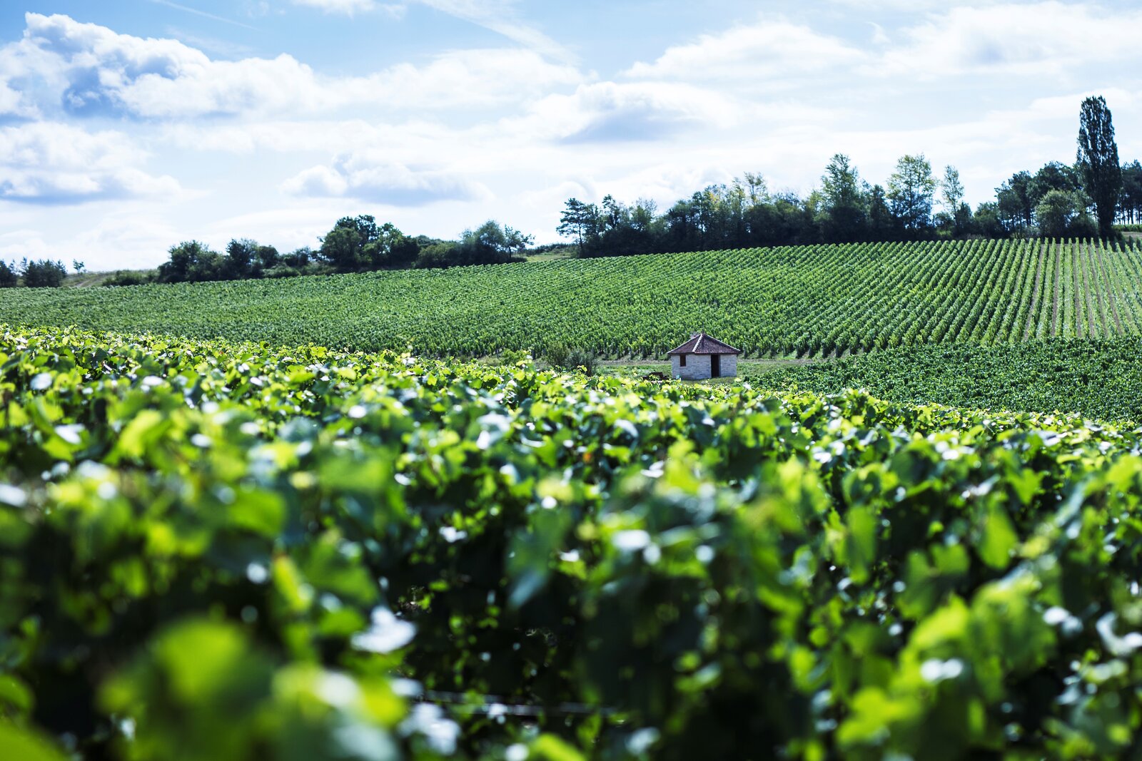 Weingut Fleury