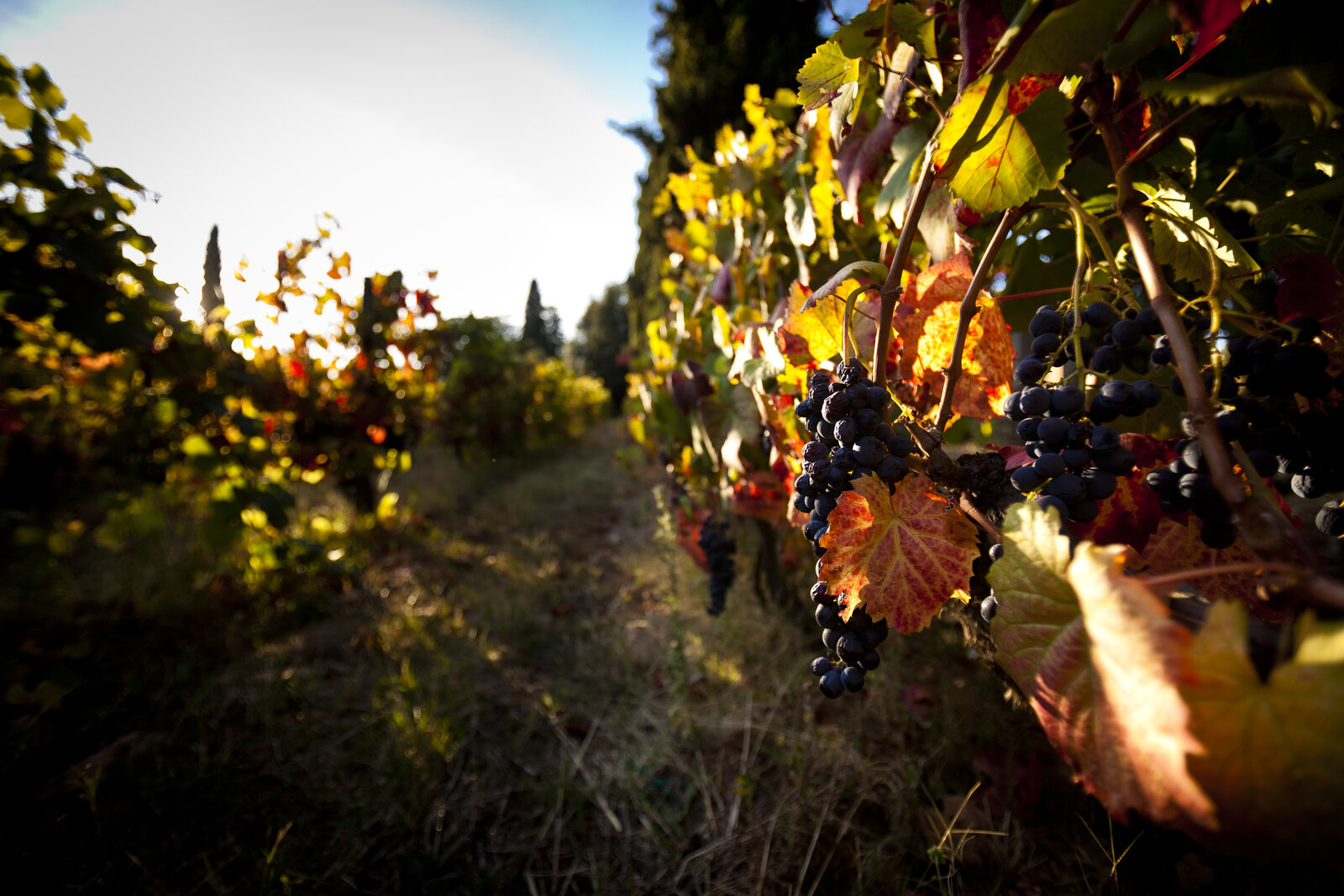 Weingut Lavradores de Feitoria