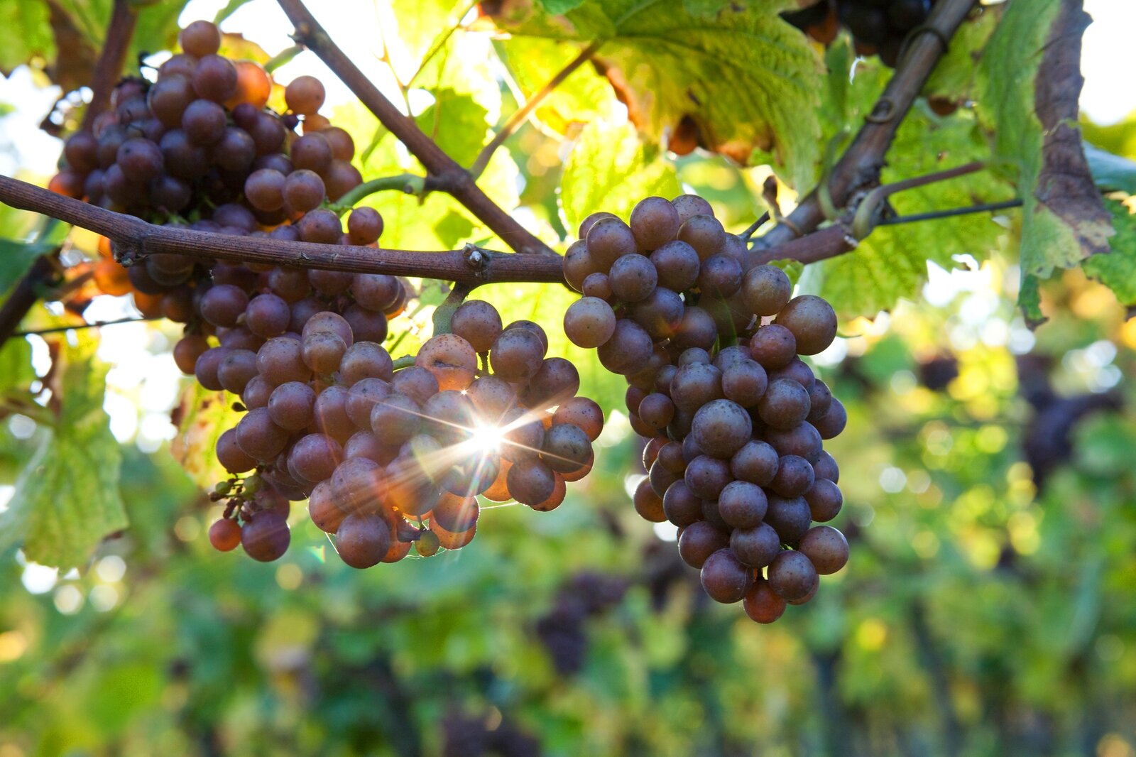 Weingut Ökonomierat Rebholz