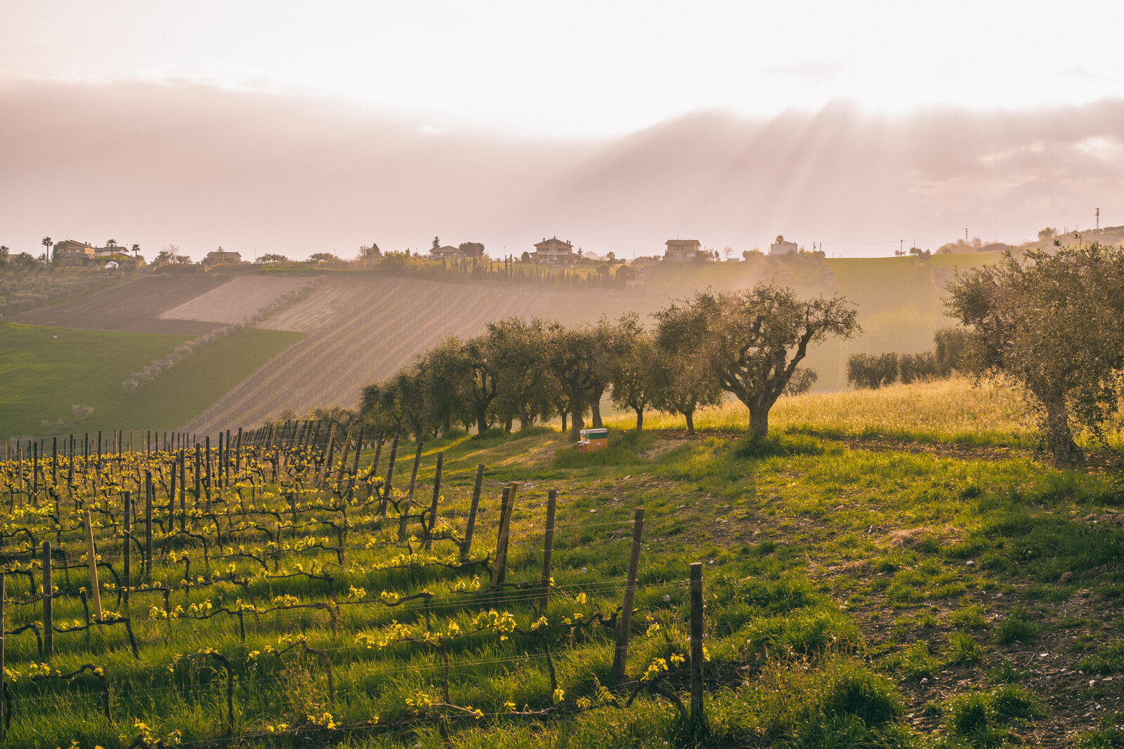 Weingut Emidio Pepe