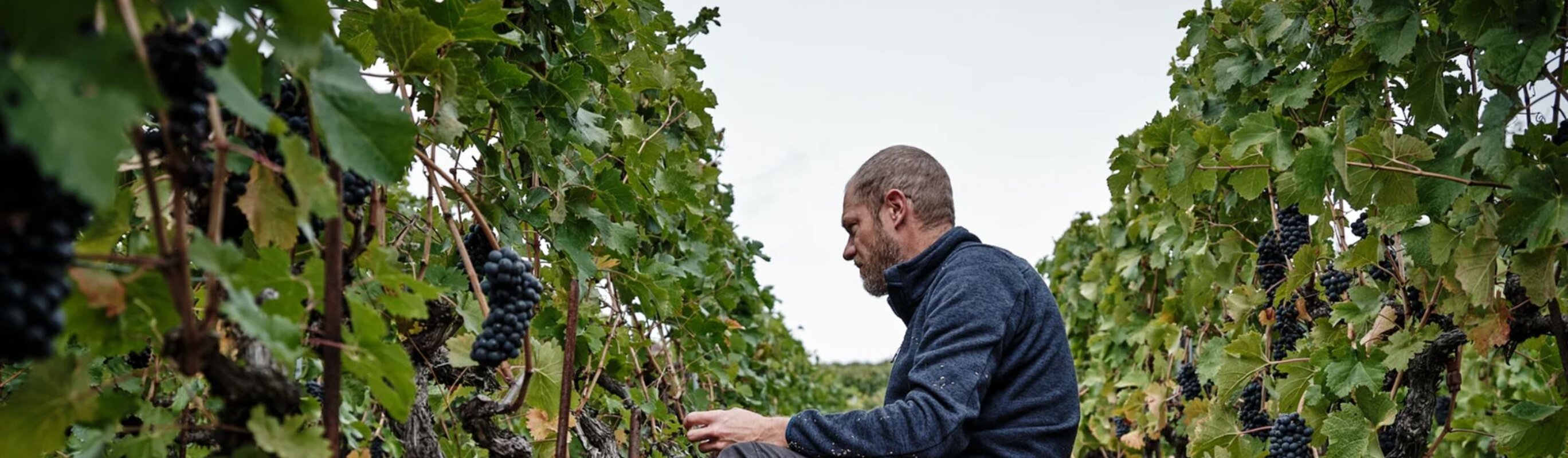 Produzent Le Vin de l'A