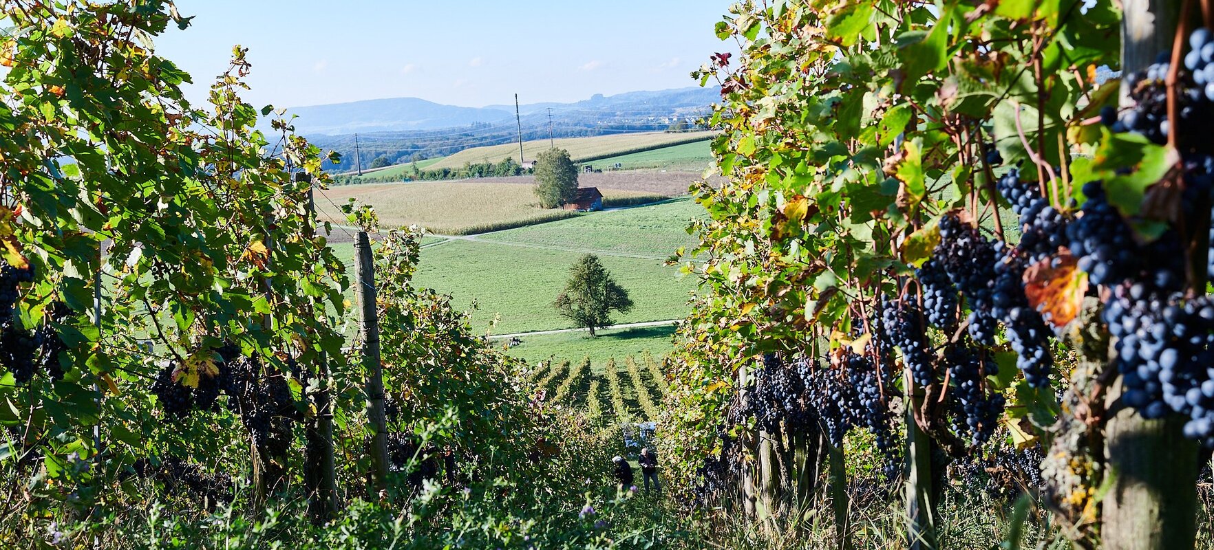 Weingut Besson-Strasser