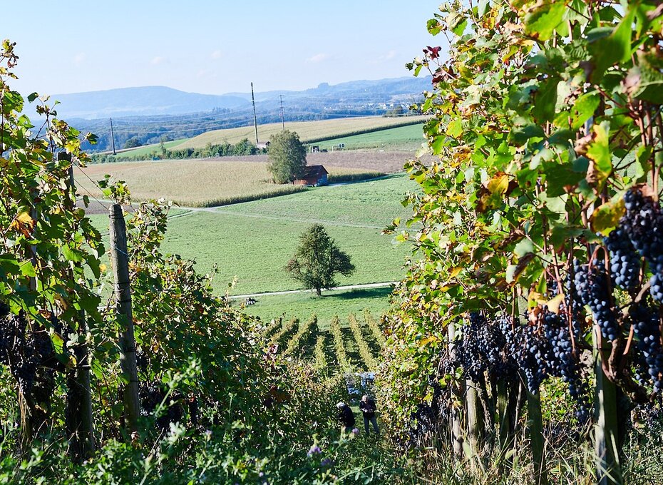 Weingut Besson-Strasser