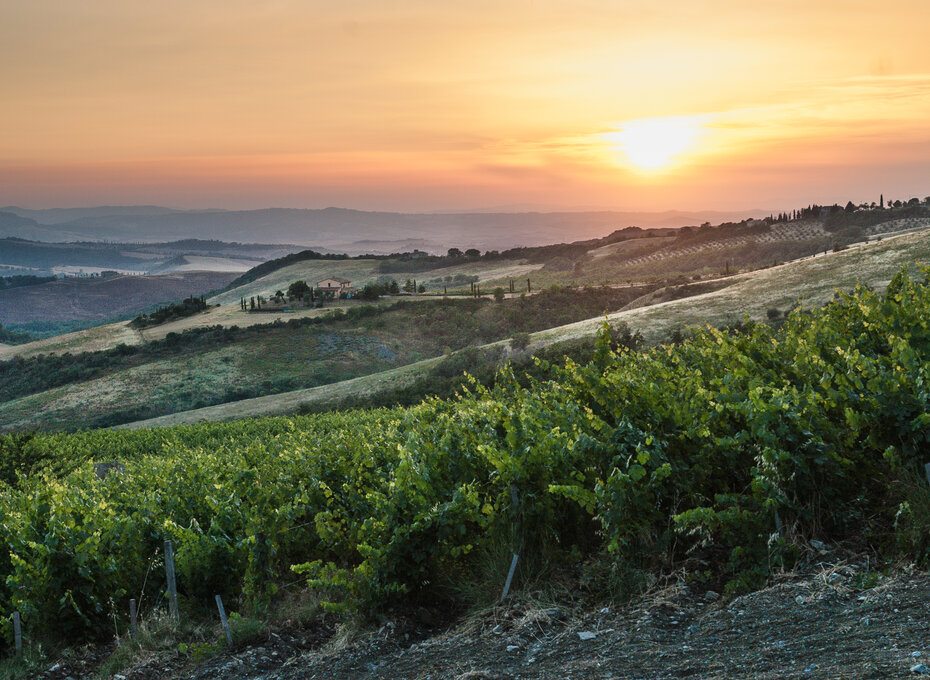 Tenuta di Trinoro