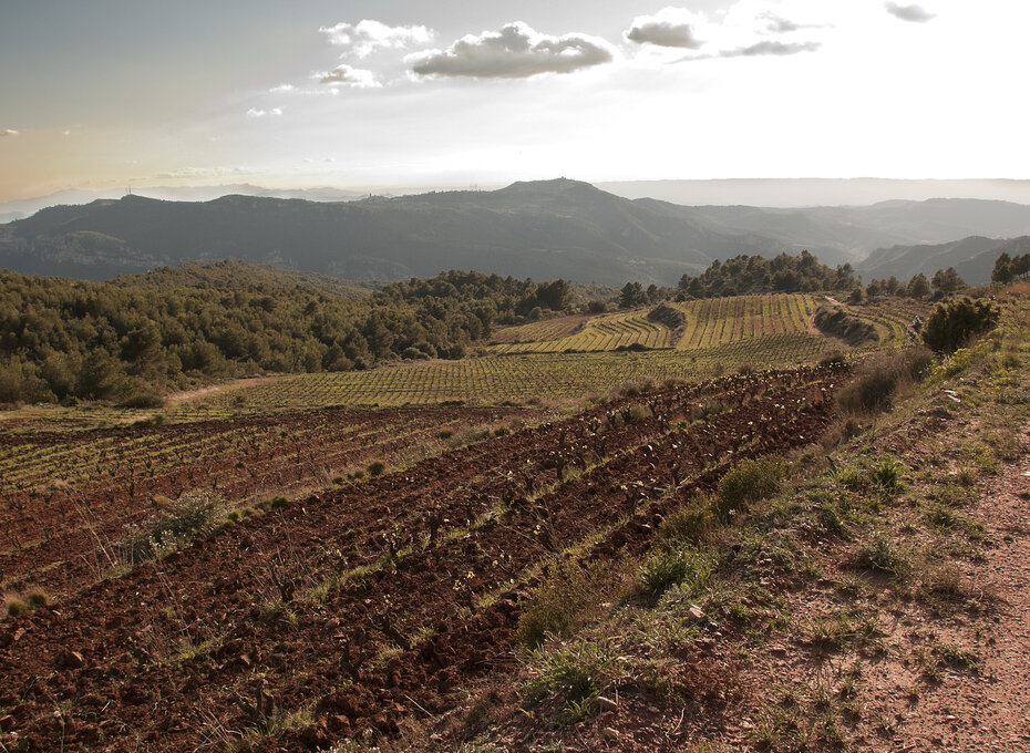 Terroir sense Fronteres