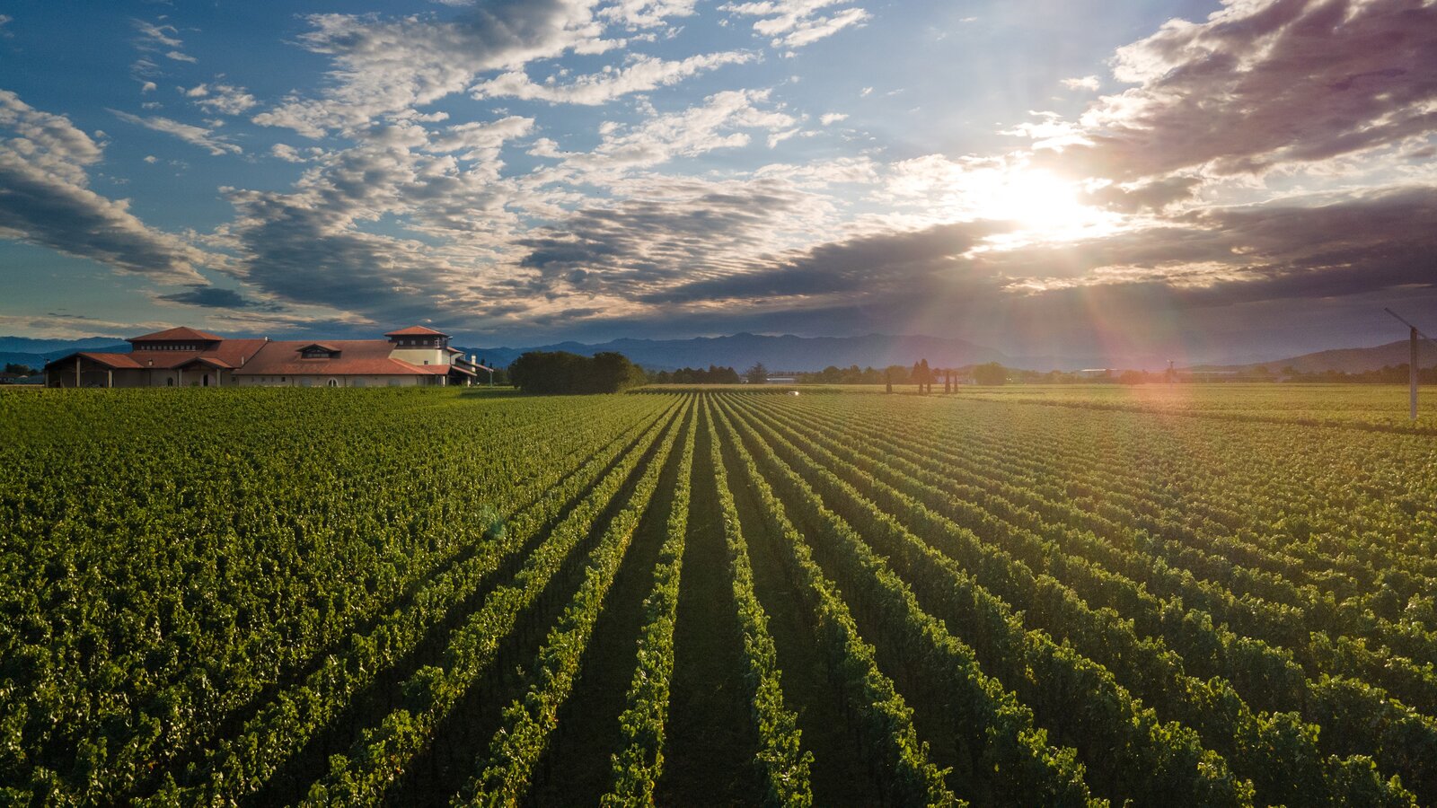 Terroir Vie di Romans