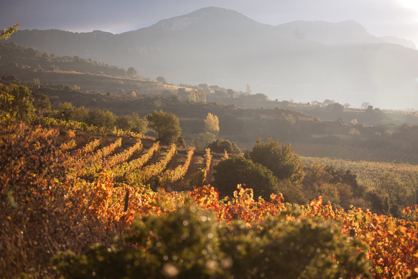 Terroir Remelluri