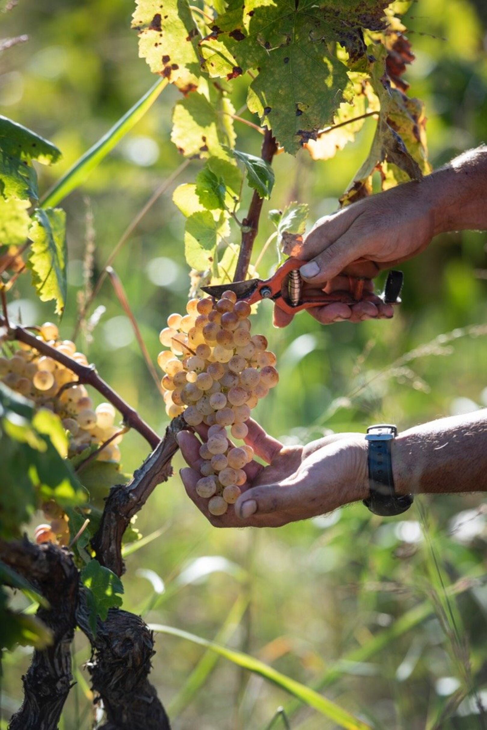 Uvas Felices, Mambrilla de Casterejón Terroir