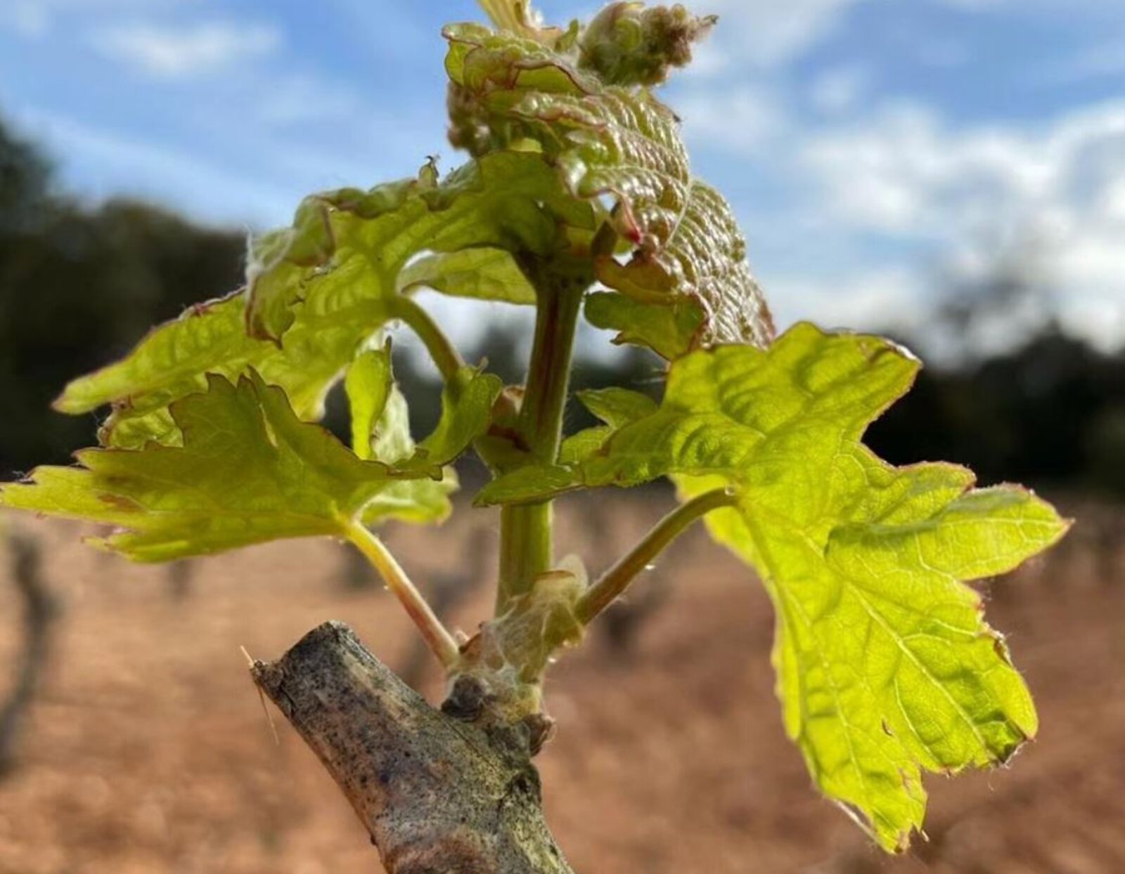 Terroir Goyo García Viadero