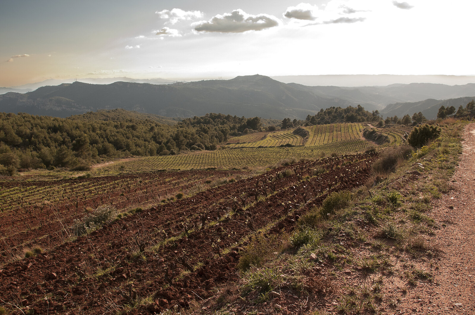 Terroir Tatjana Peceric