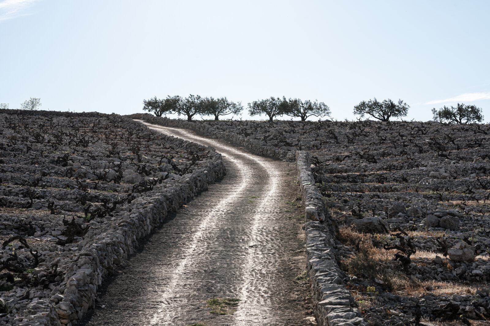 Terroir Vinas Mora