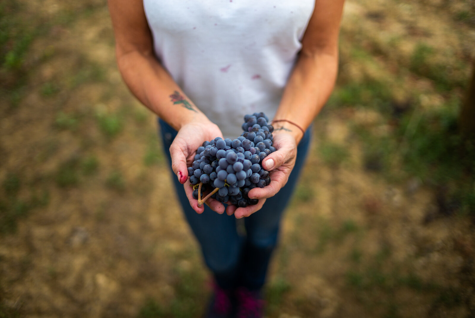 Terroir La Fiorita