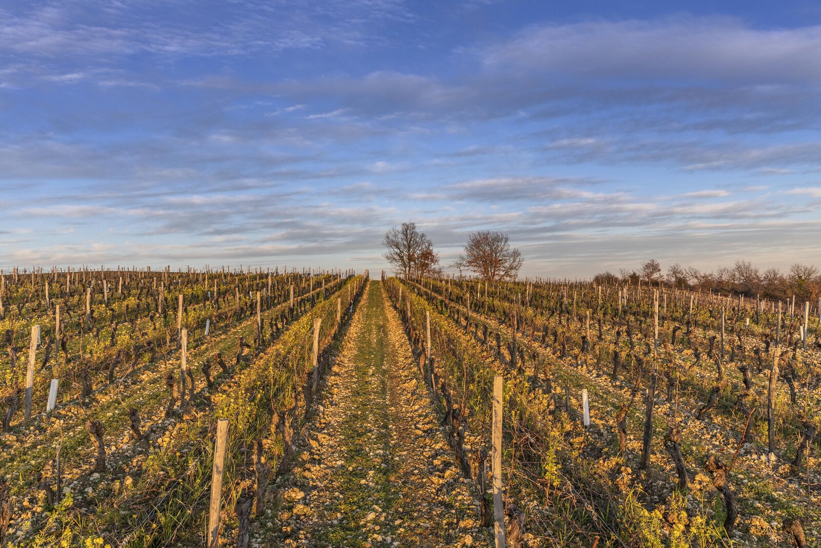 Terroir Mas del Périé