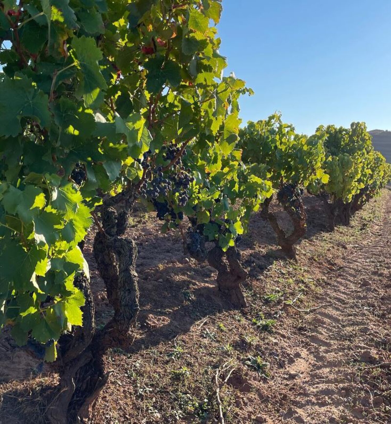 Terroir Olivier Rivière