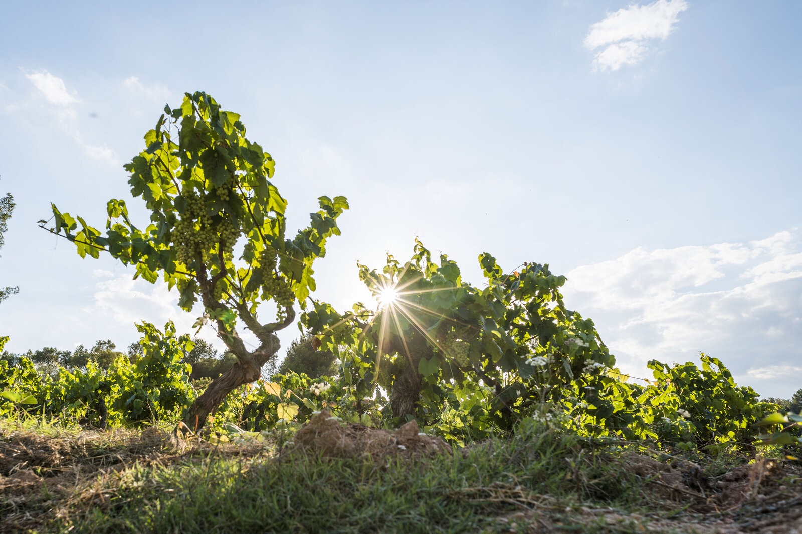 Terroir Gramona