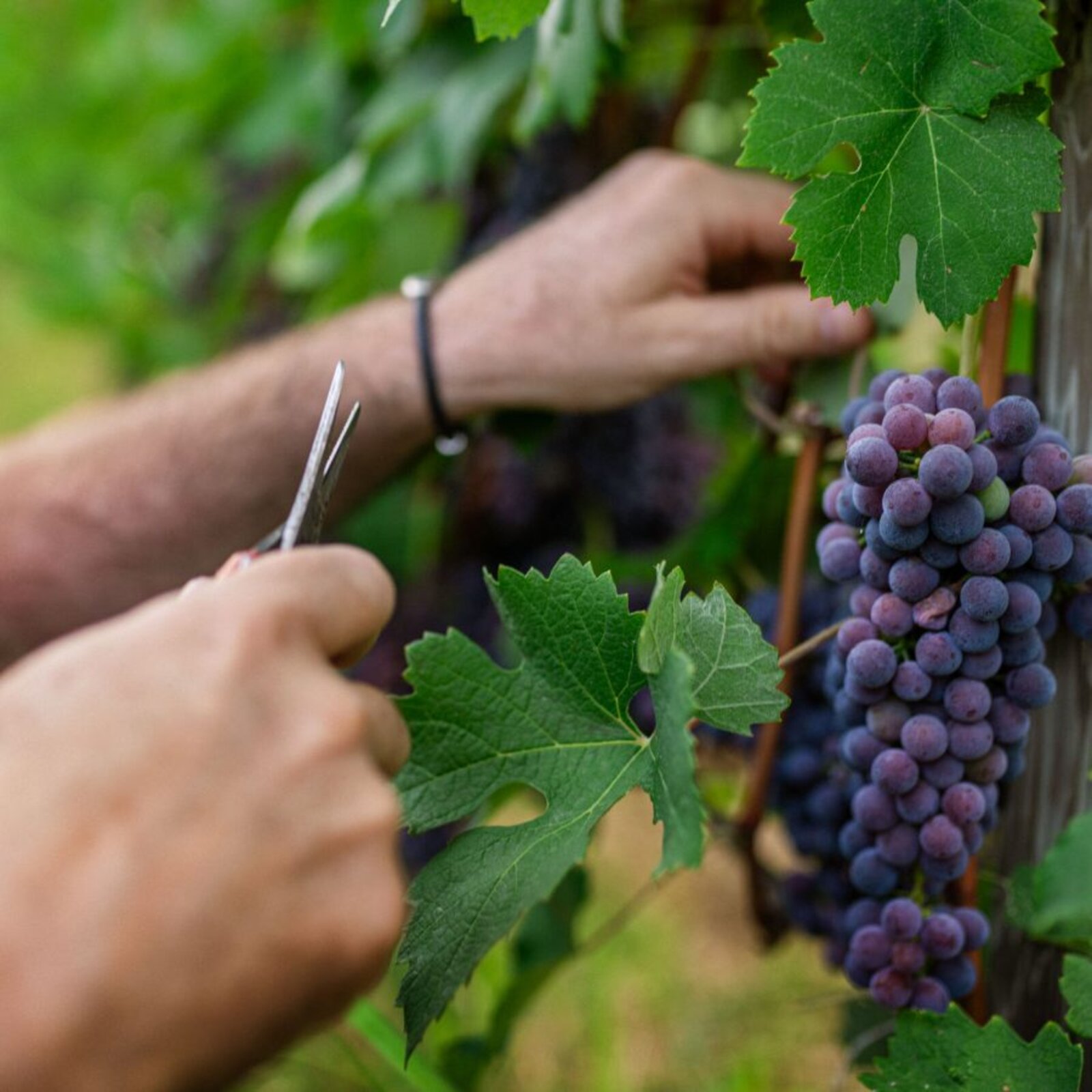 Terroir Fabio Oberto