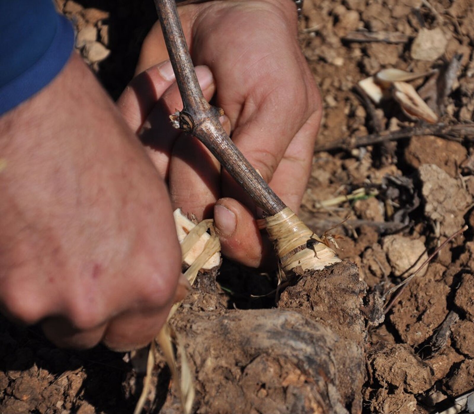 Produzent Enric Soler Terroir