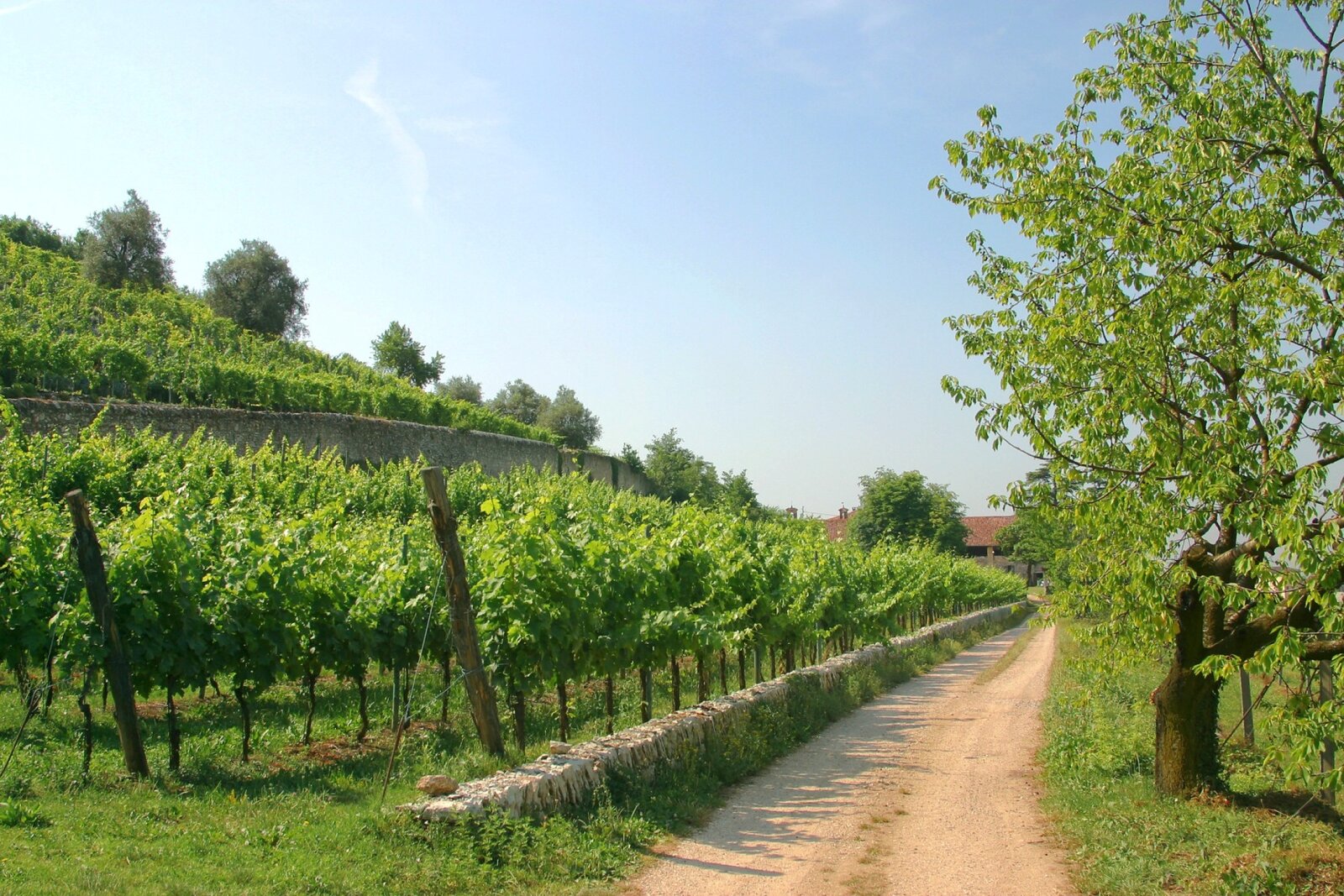 Terroir Guerrieri Rizzardi