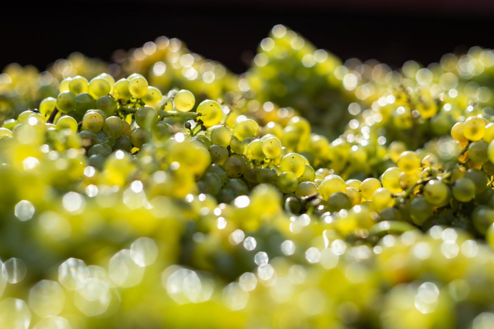 Terroir Domaine les Vignes de l'Ange