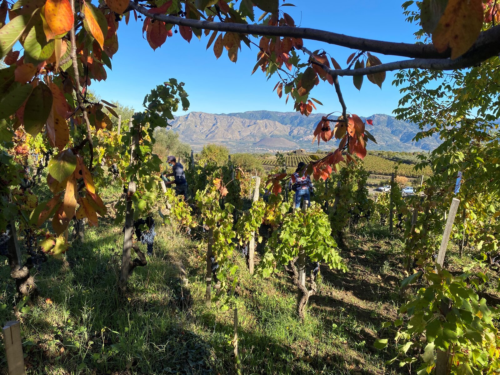 Terroir Frank Cornelissen