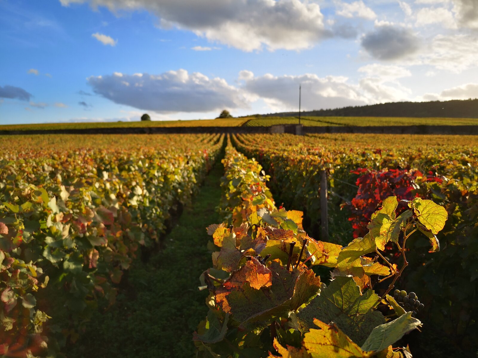 Terroir Clos du Moulin aux Moines