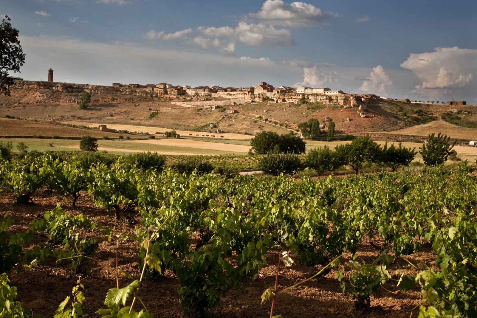 Terroir Dominio de Atauta