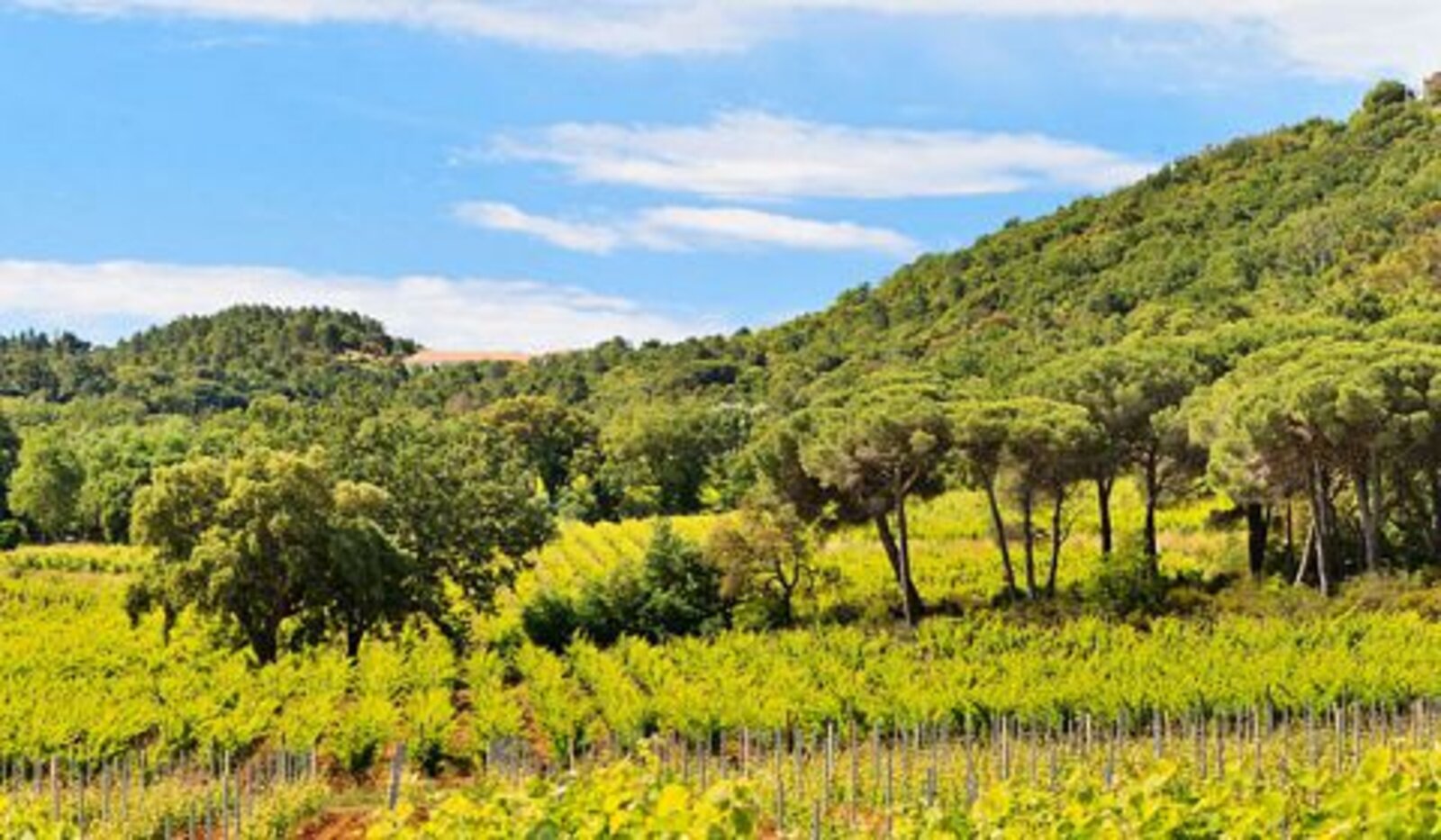 Terroir Château Minuty