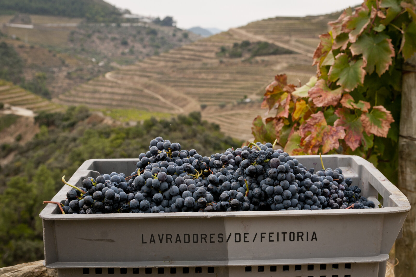 Terroir von Lavradores de Feitoria