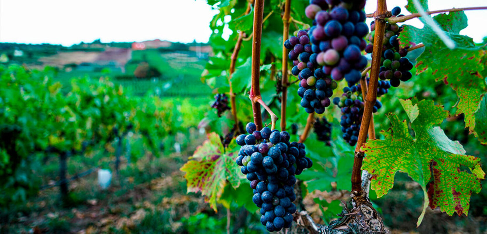 Terroir Suertes del Marqués