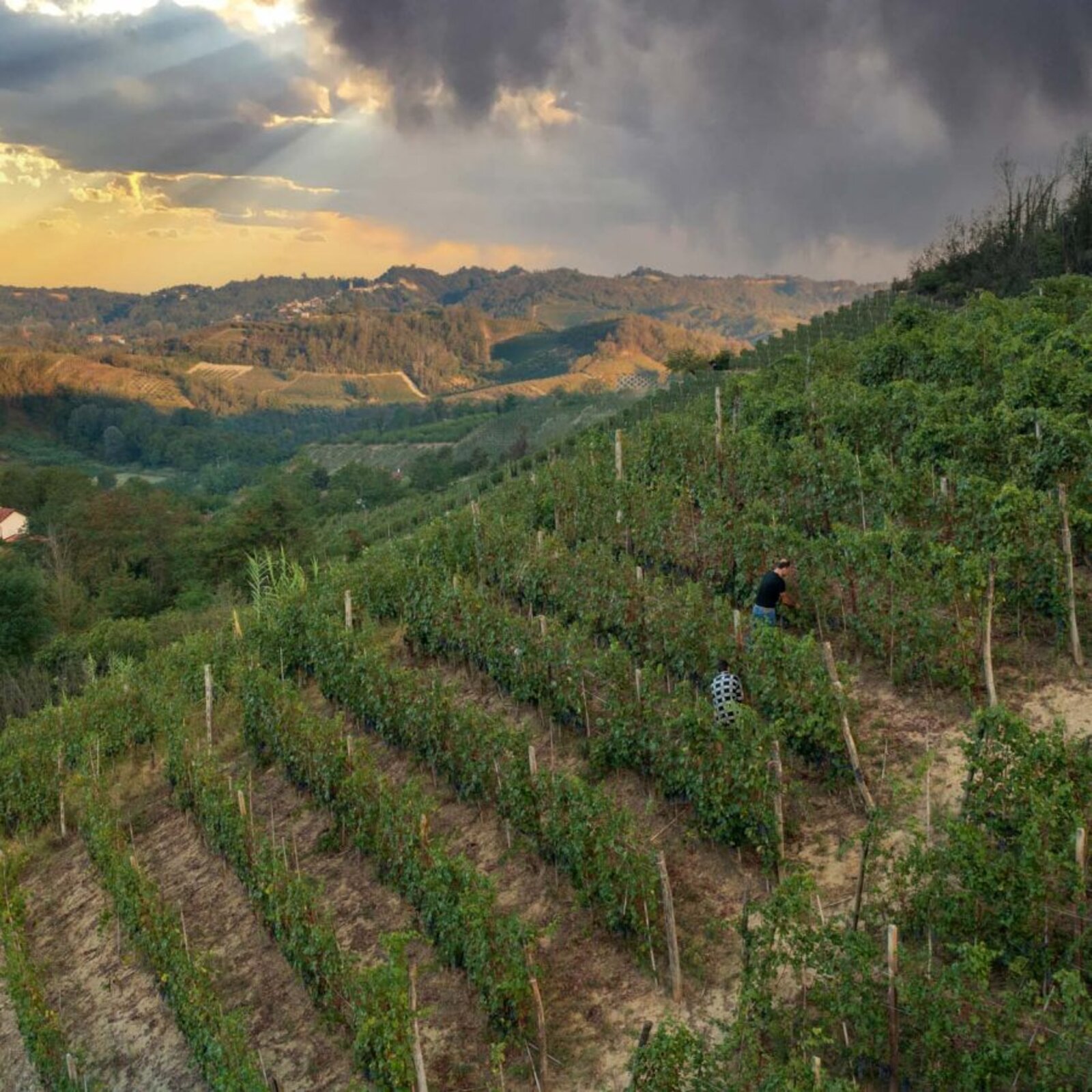 Weingut Fabio Oberto