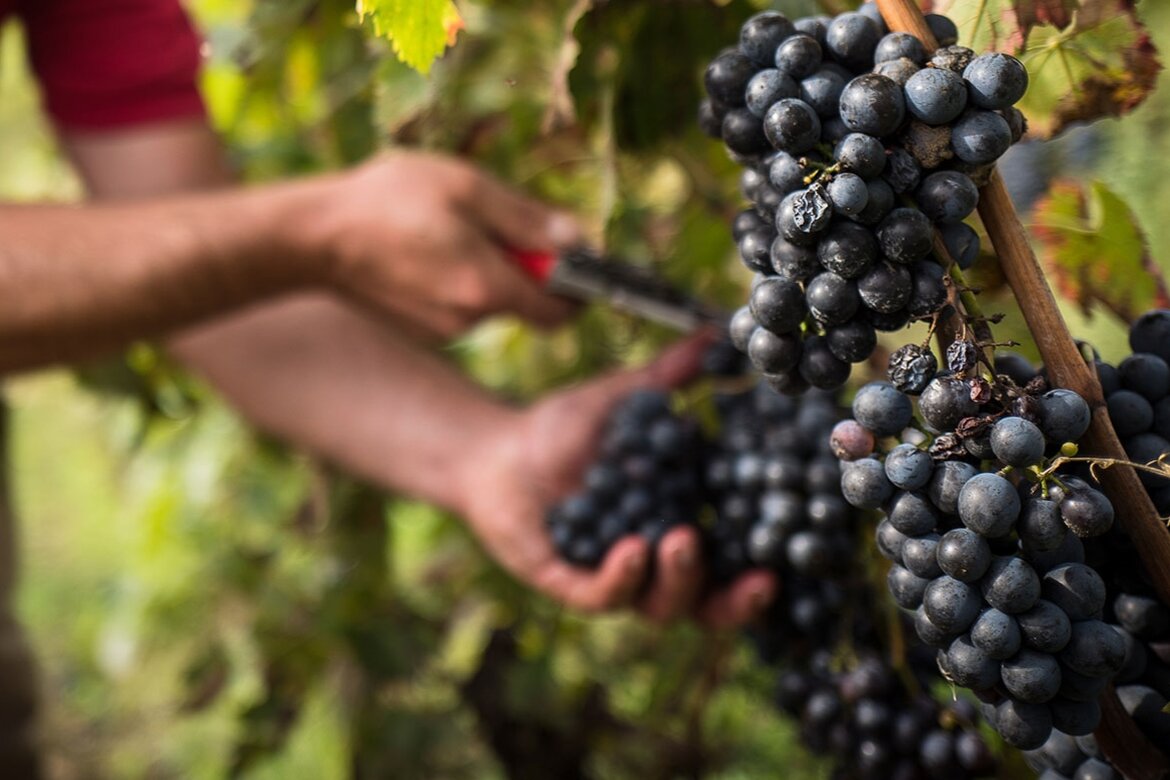 Detailseite Private Tasting The Grape