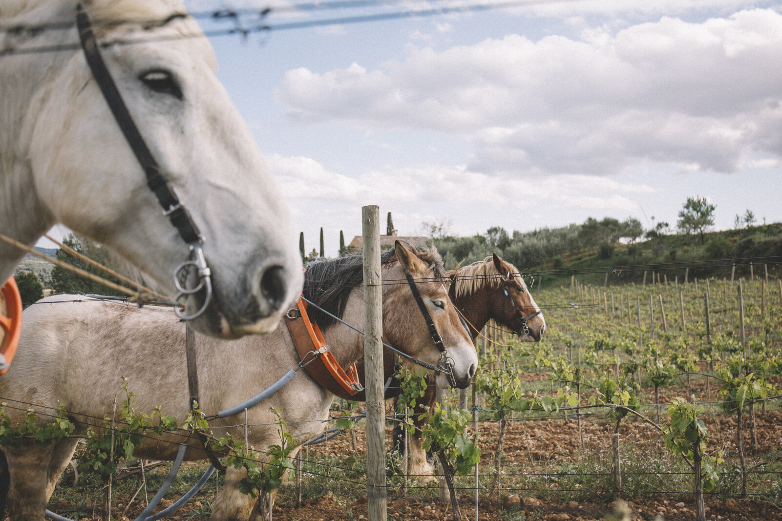 Smith & Smith's Weihnachten