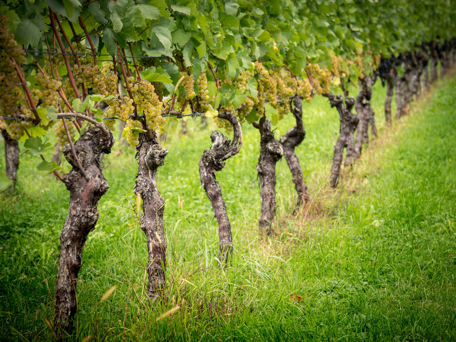 Webshop Wine & Spirits