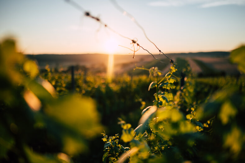 Das Label Vinatur für nachhaltige Naturweine