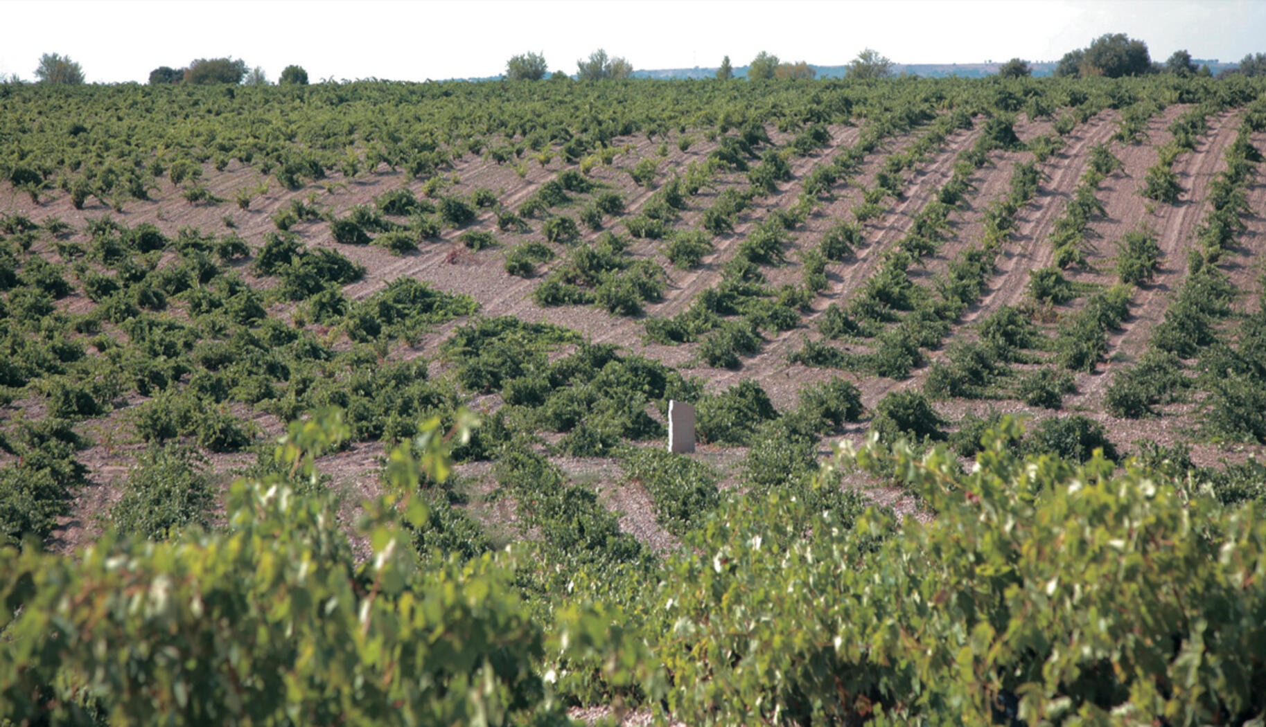 Das Terroir von Teso La Monja