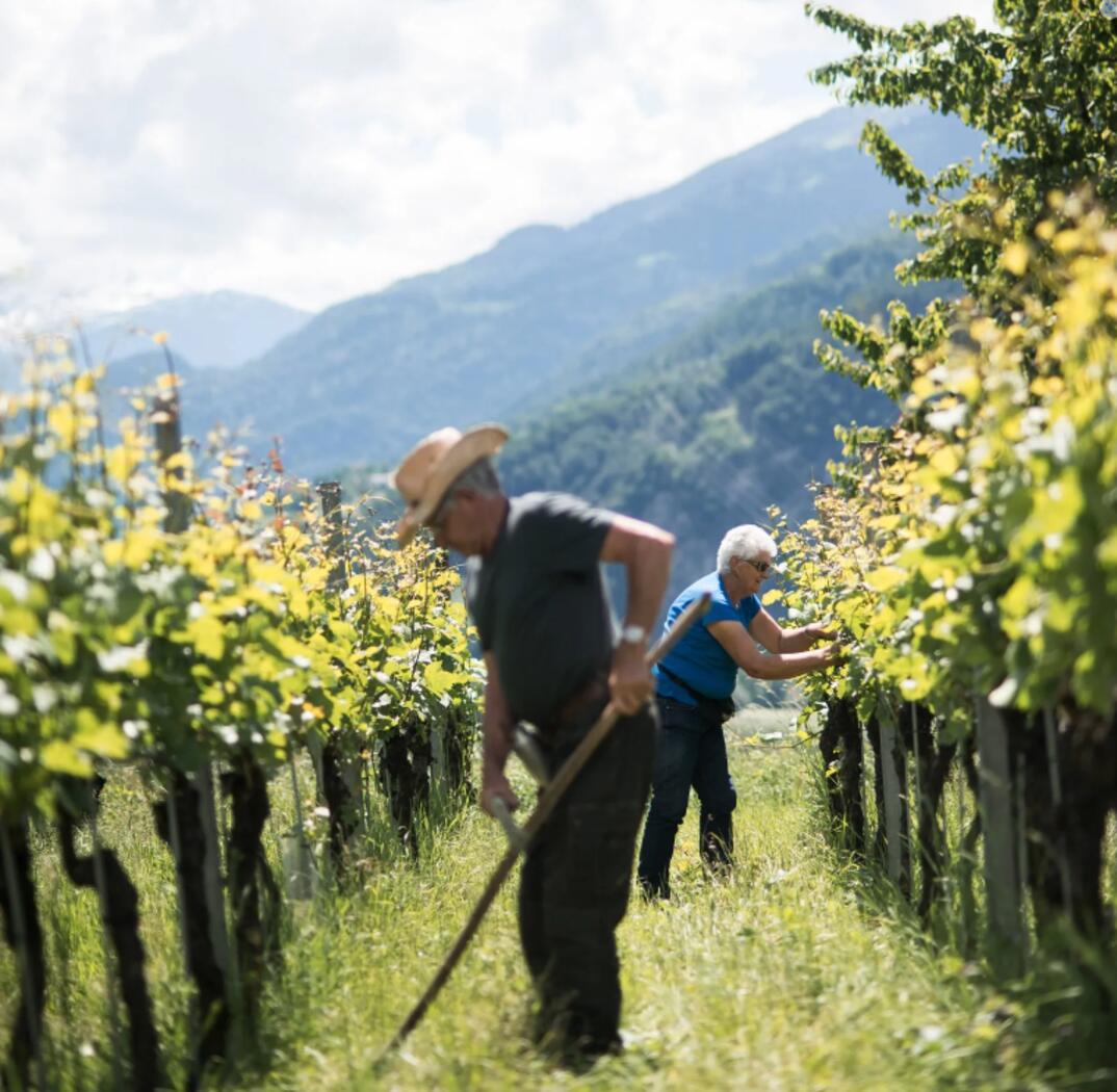 Terroir Annatina Pelizzatti