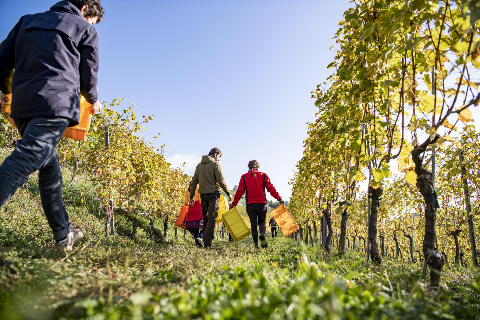 Terroir Cru de l'Hôpital