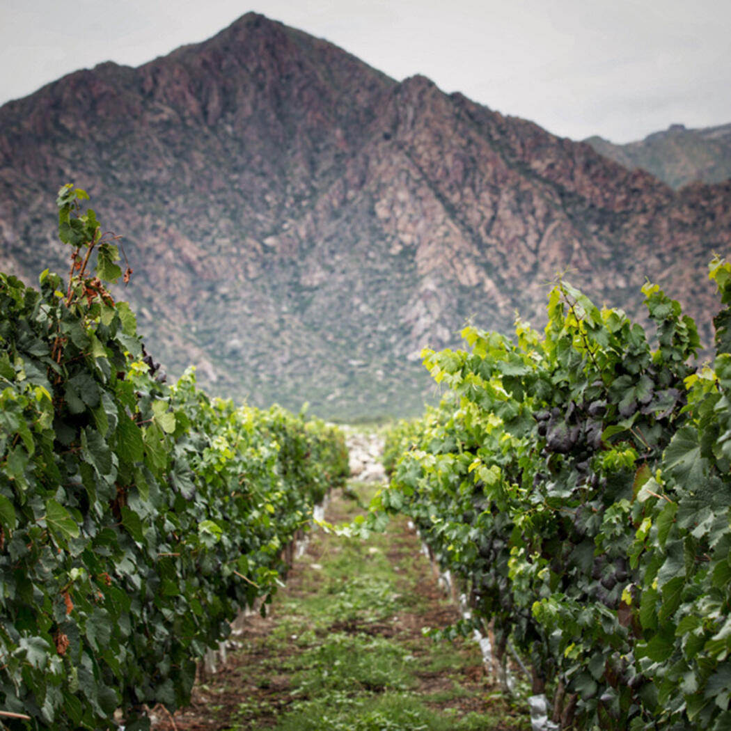 Terroir Bodega Amalaya