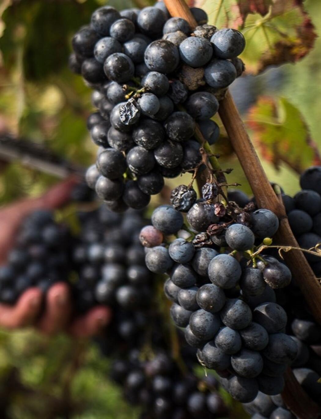 Terroir Celler Comunica