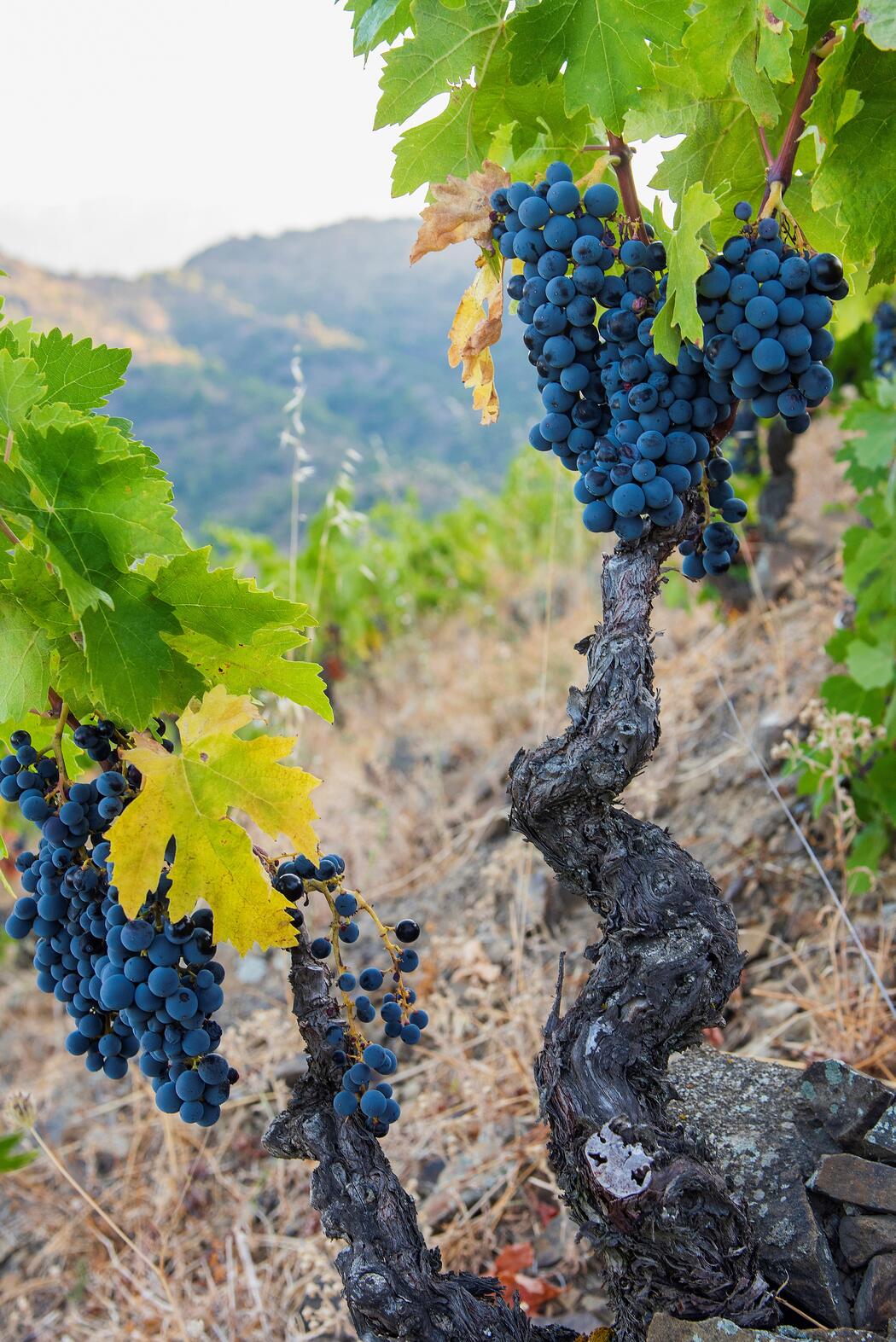 Terroir