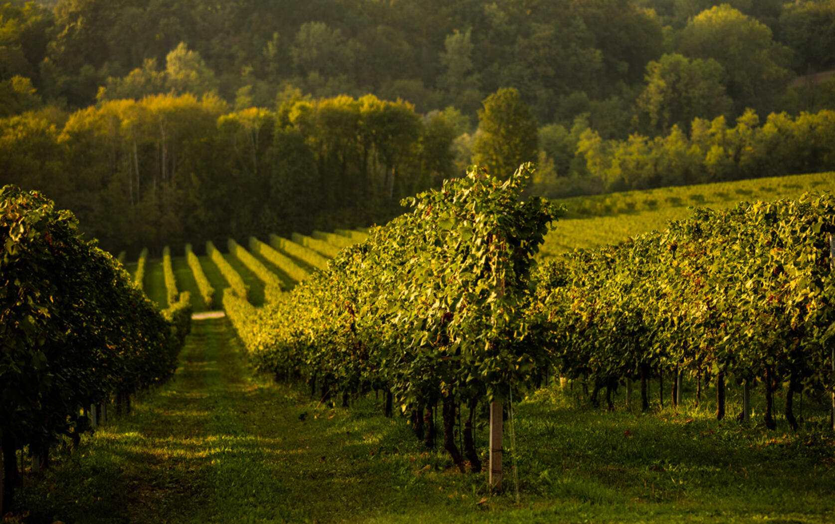 Produzent Colli del Soligo