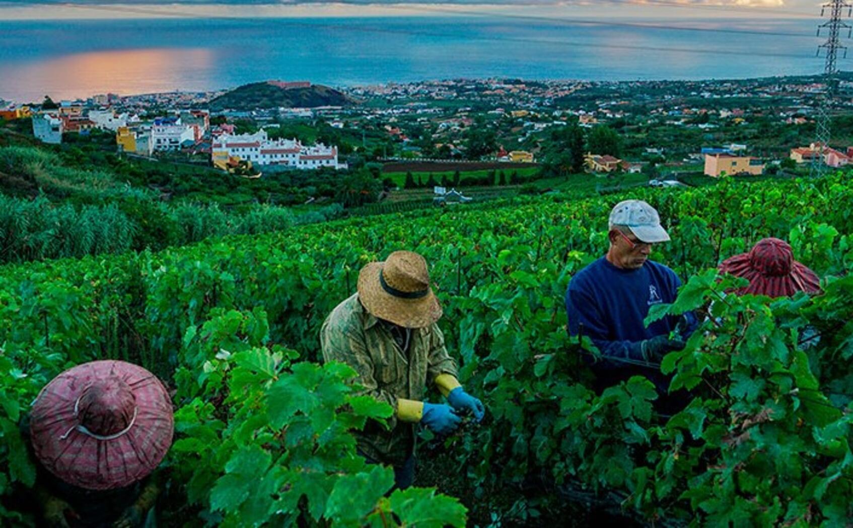 Terroir Suertés del Marques