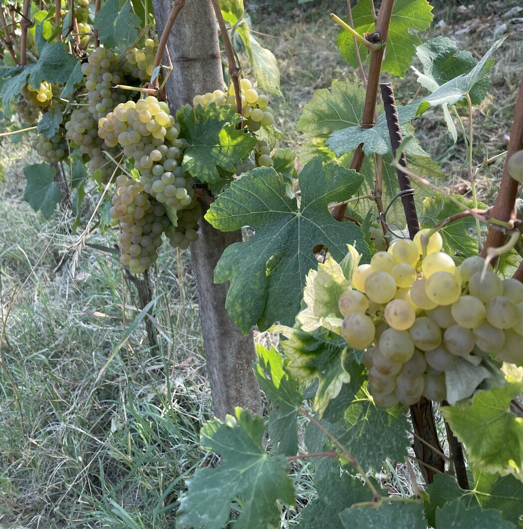 Terroir Enrico Vaudano 