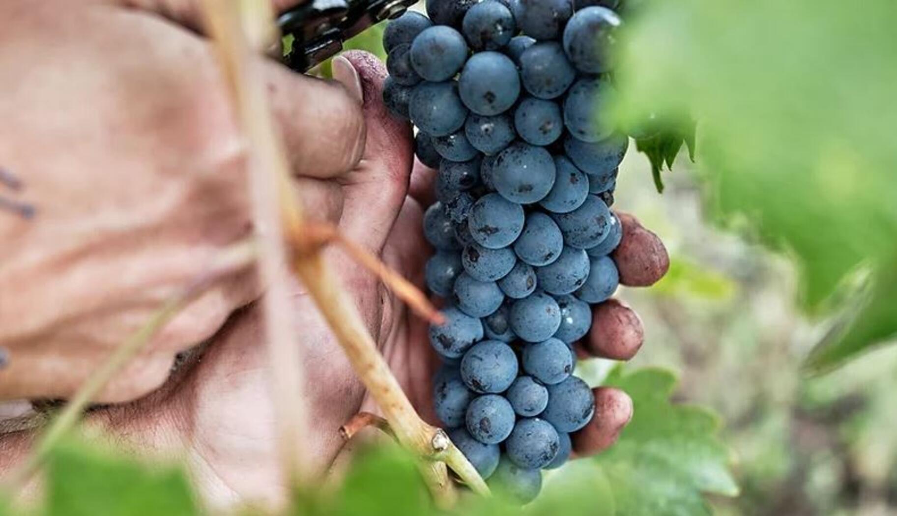 Terroir Le Vin de l'A