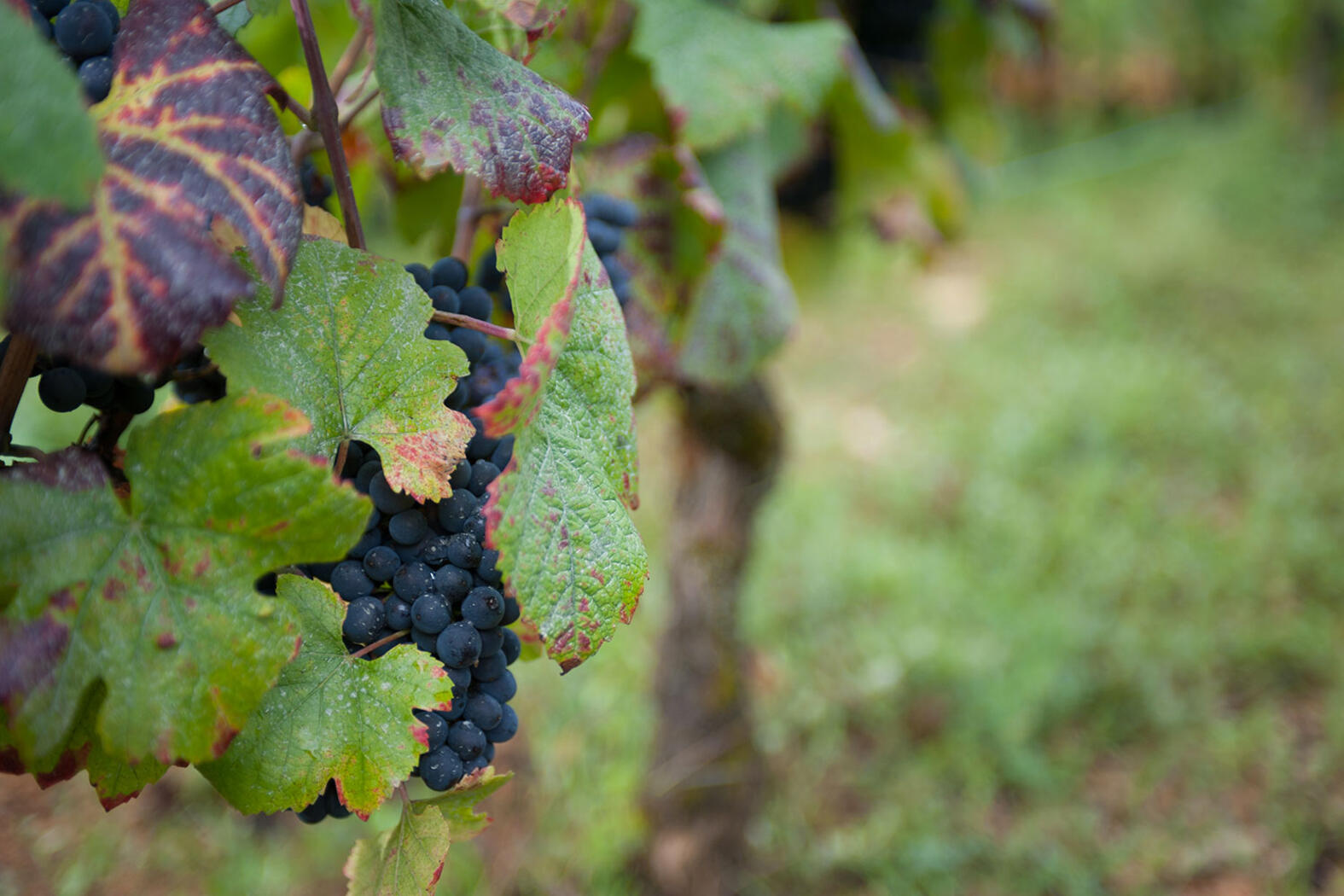 Terroir Frédéric Cossard